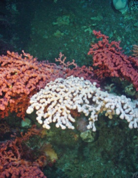dfo-coral-sponge-conservation-strategy-ec-2015-2.0