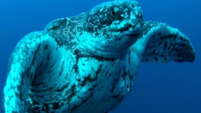 leatherback-sea-turtle